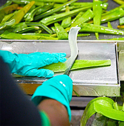 Aloe Vera Processing